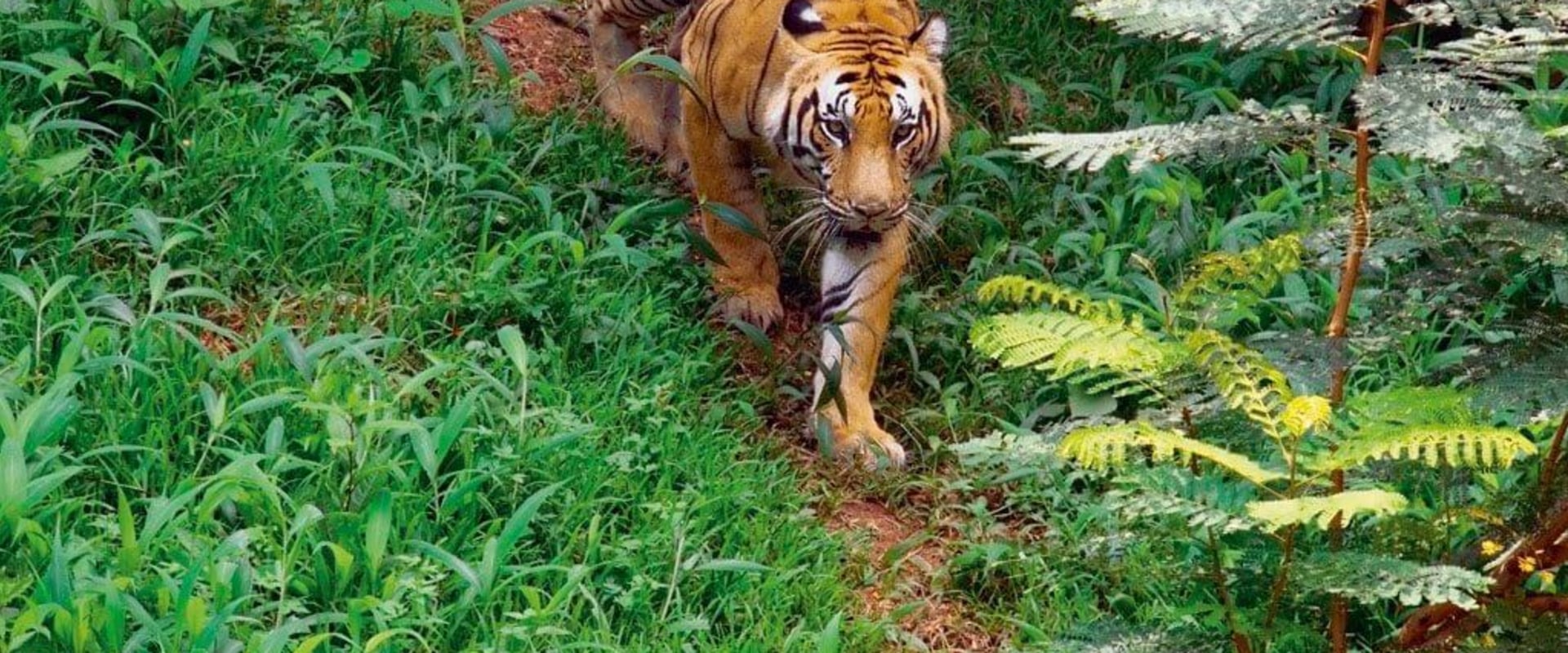 Exploring the Wildlife Sanctuaries of Kerala