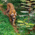 Exploring the Wildlife Sanctuaries of Kerala