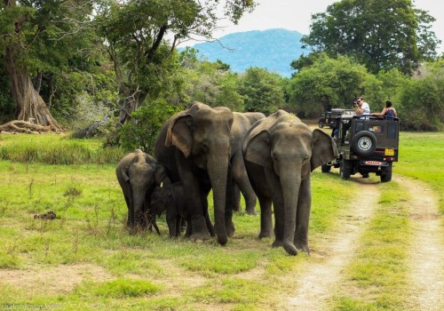 Exploring the Natural Wonders of Kerala National Parks